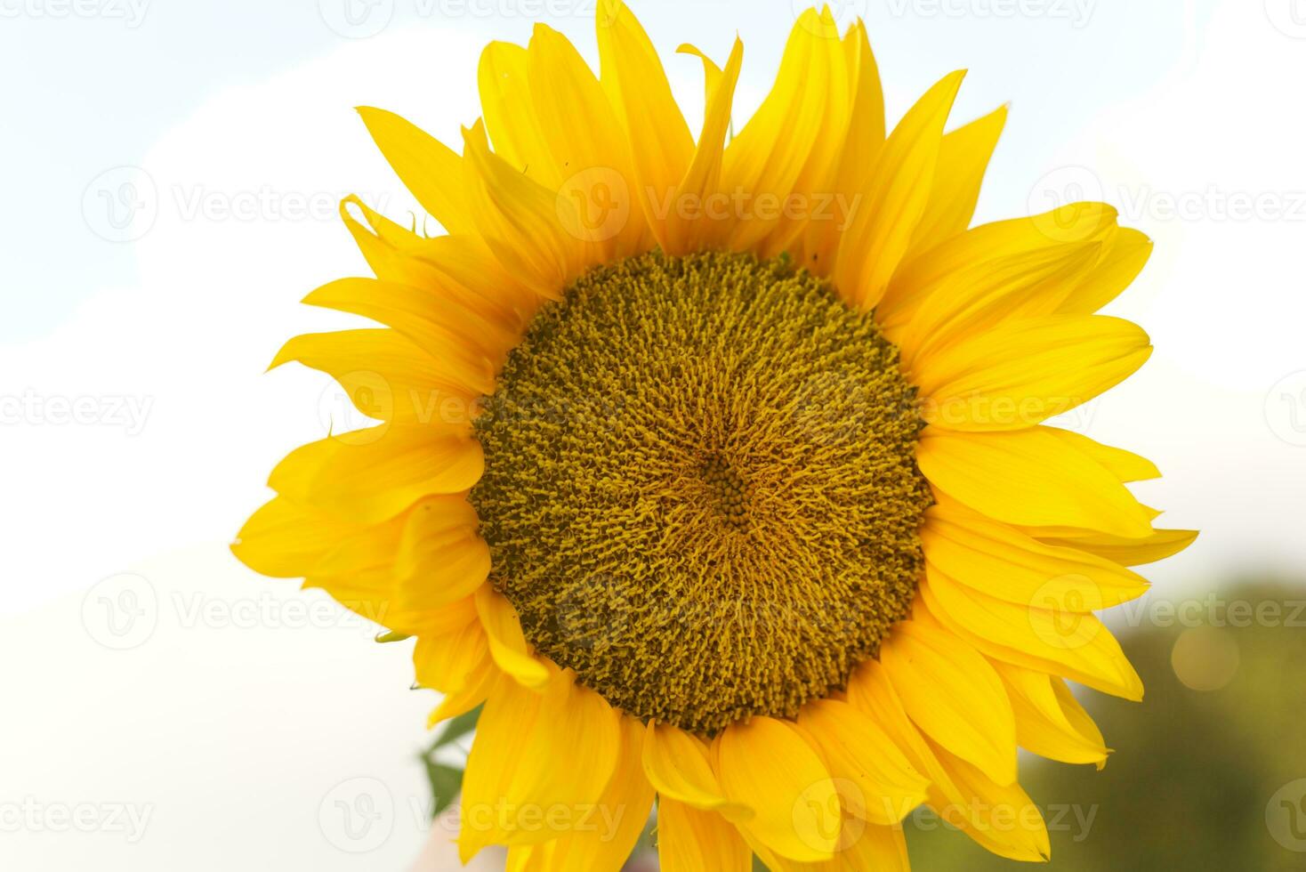 close up big sunflower flower with blue sky background photo