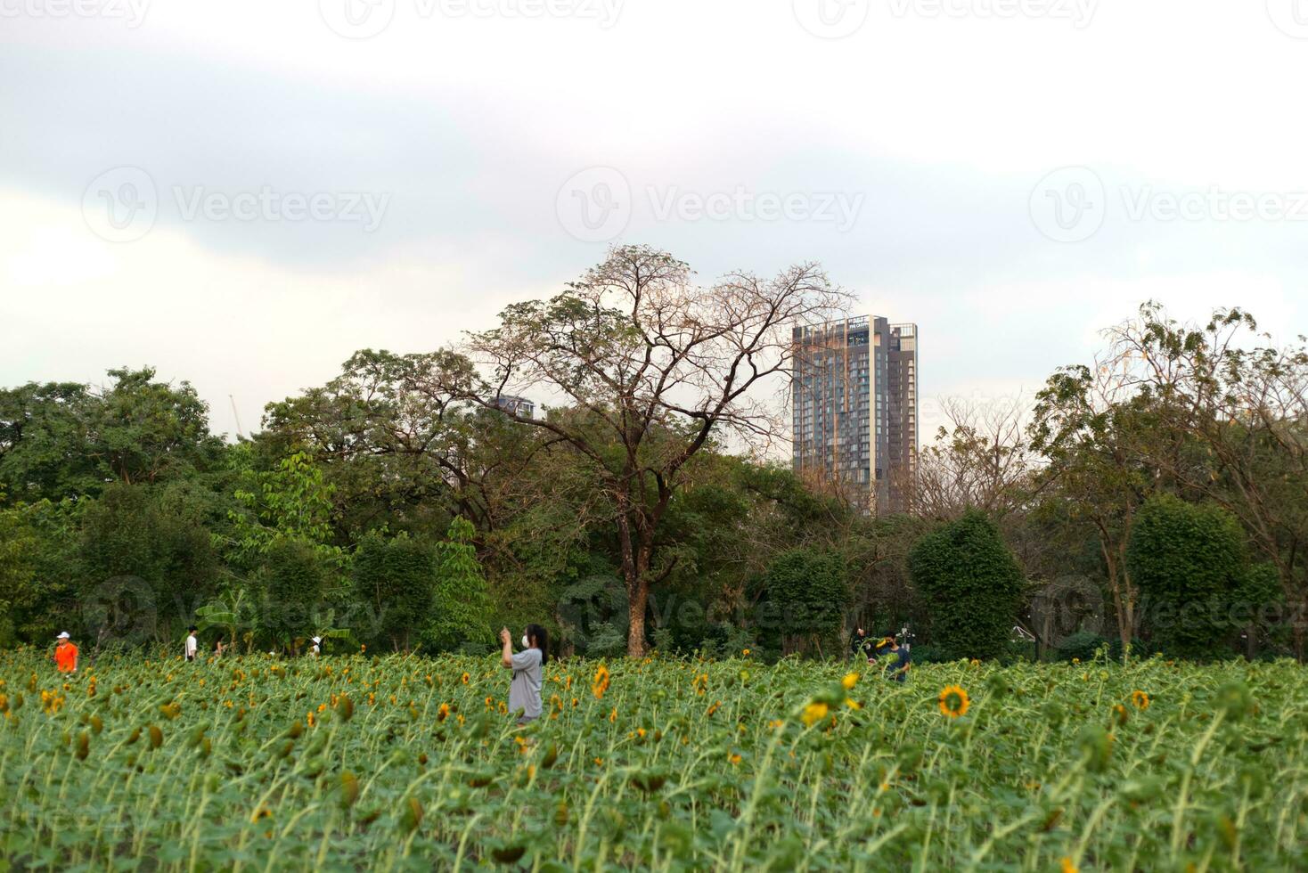 sunflower garden park with building city background photo