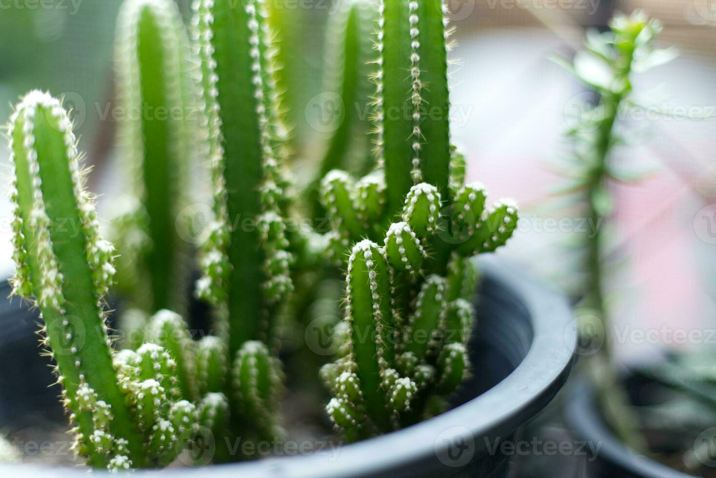 close up cactus garden in pots photo