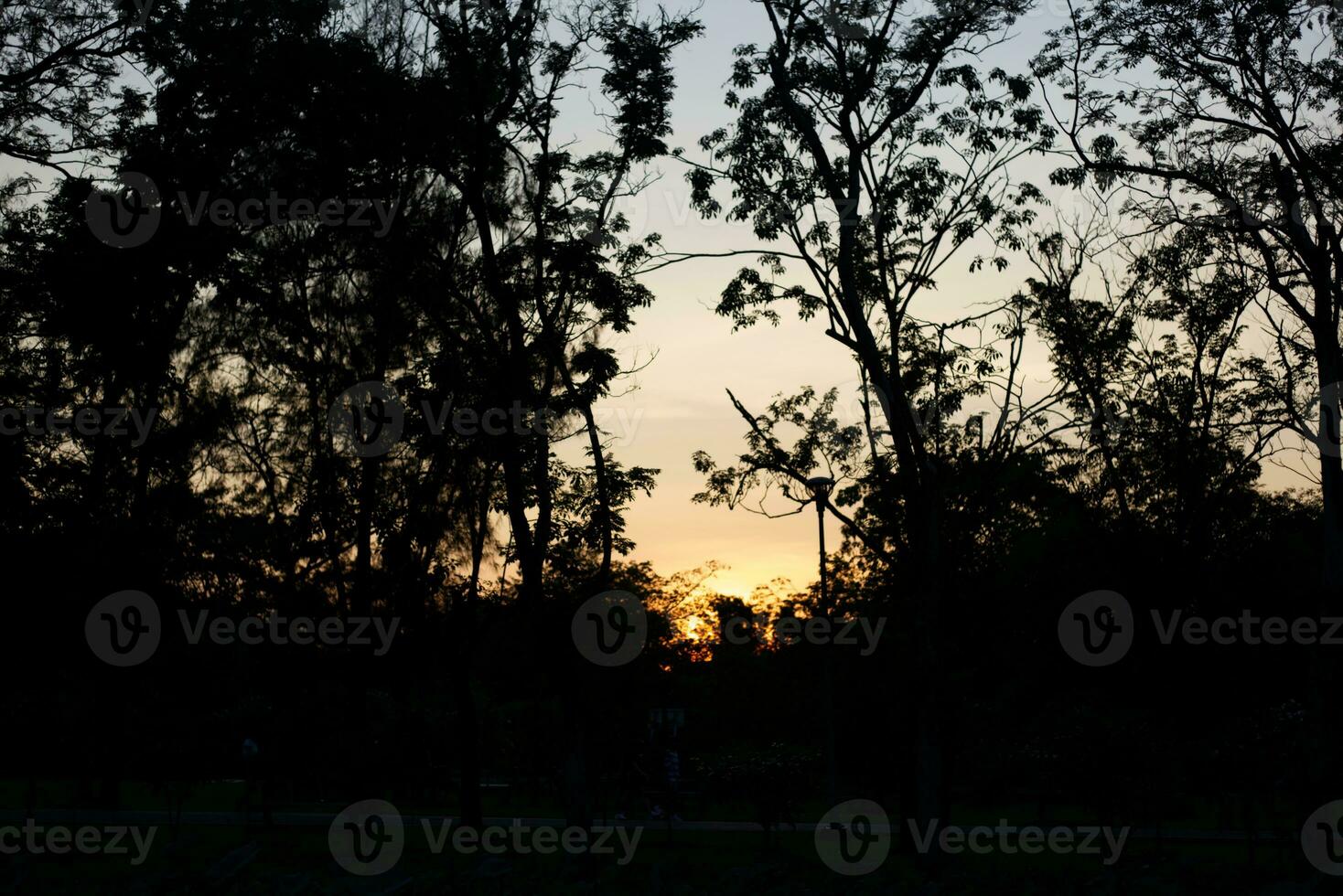 tree shadow with sunrise sunset sky time background photo