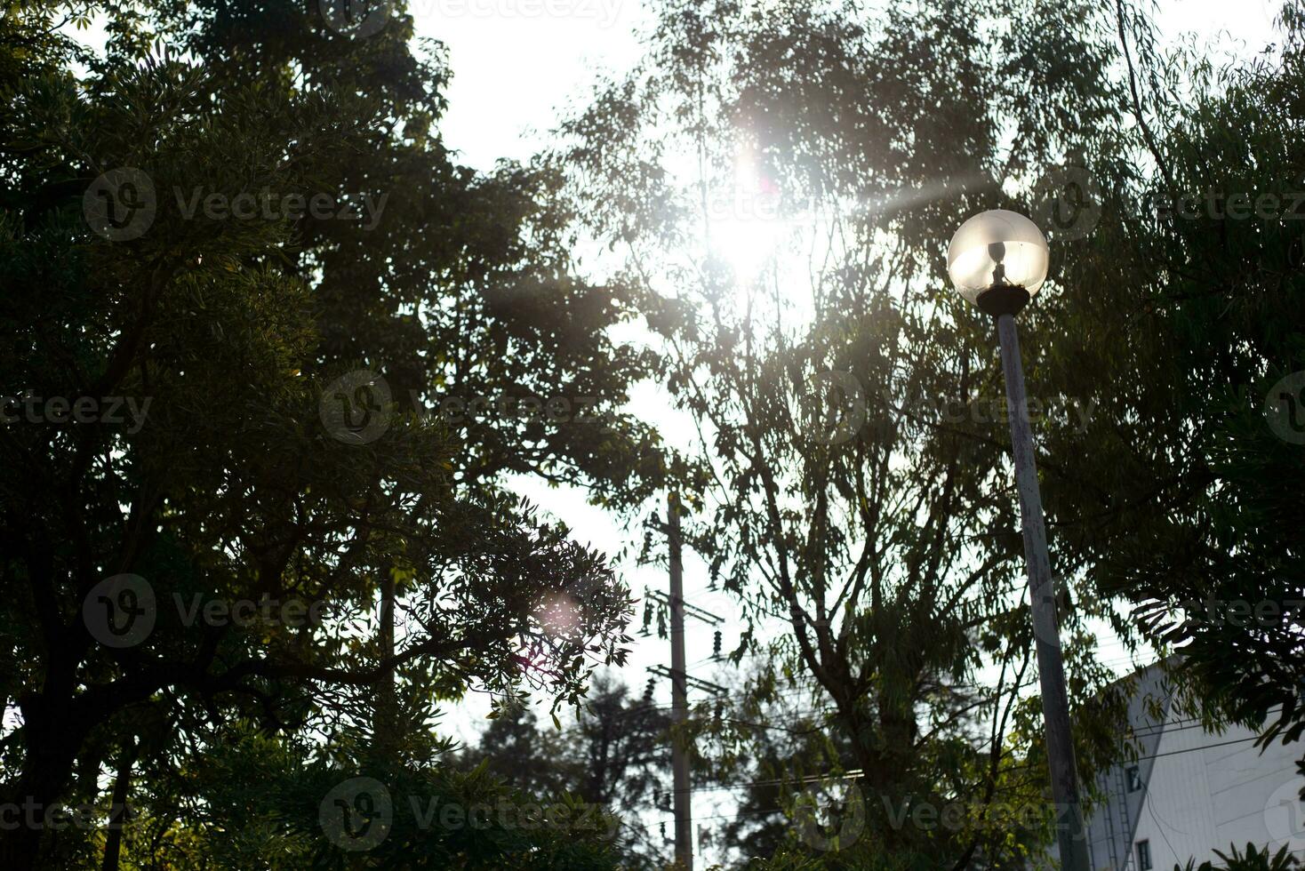 tree shadow with sunrise sunset sky time background photo