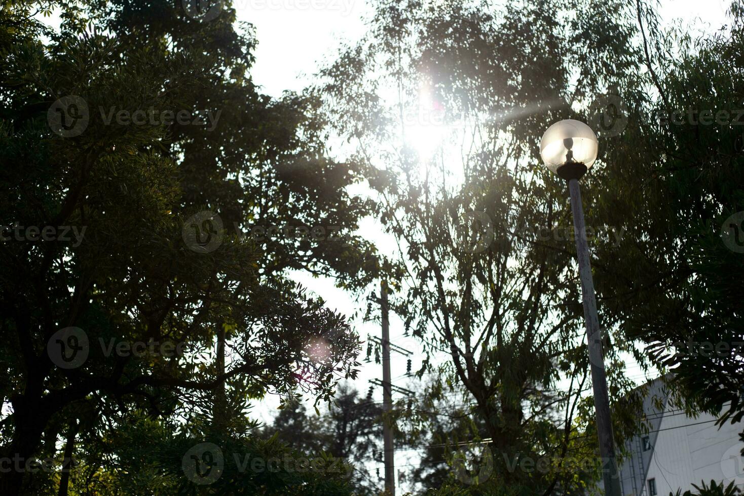 árbol sombra con amanecer puesta de sol cielo hora antecedentes foto