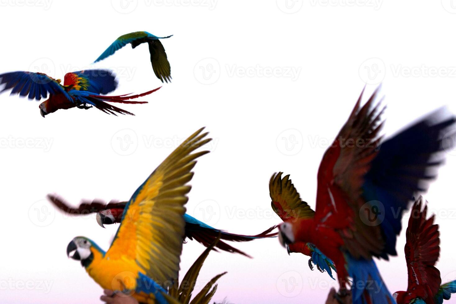 blurred colorful macaw parrot flying in bright blue sky background photo