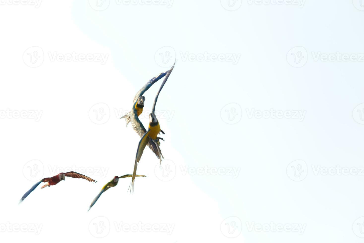 blurred colorful macaw parrot flying in bright blue sky background photo