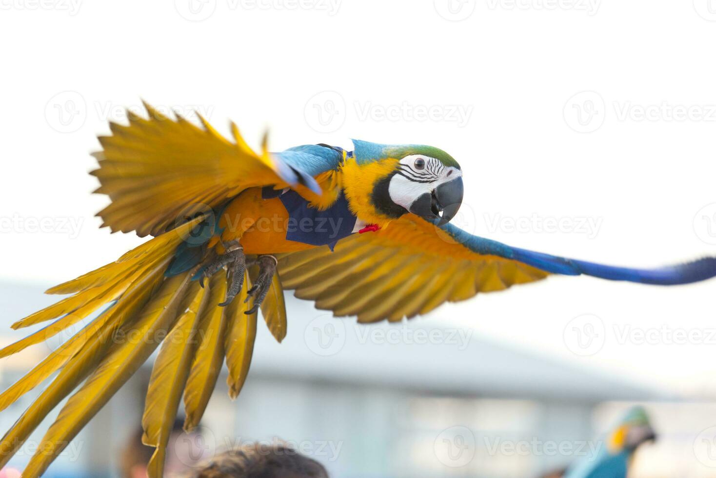 Yellow green macaw parrot flying  with group in bright blue sky background photo