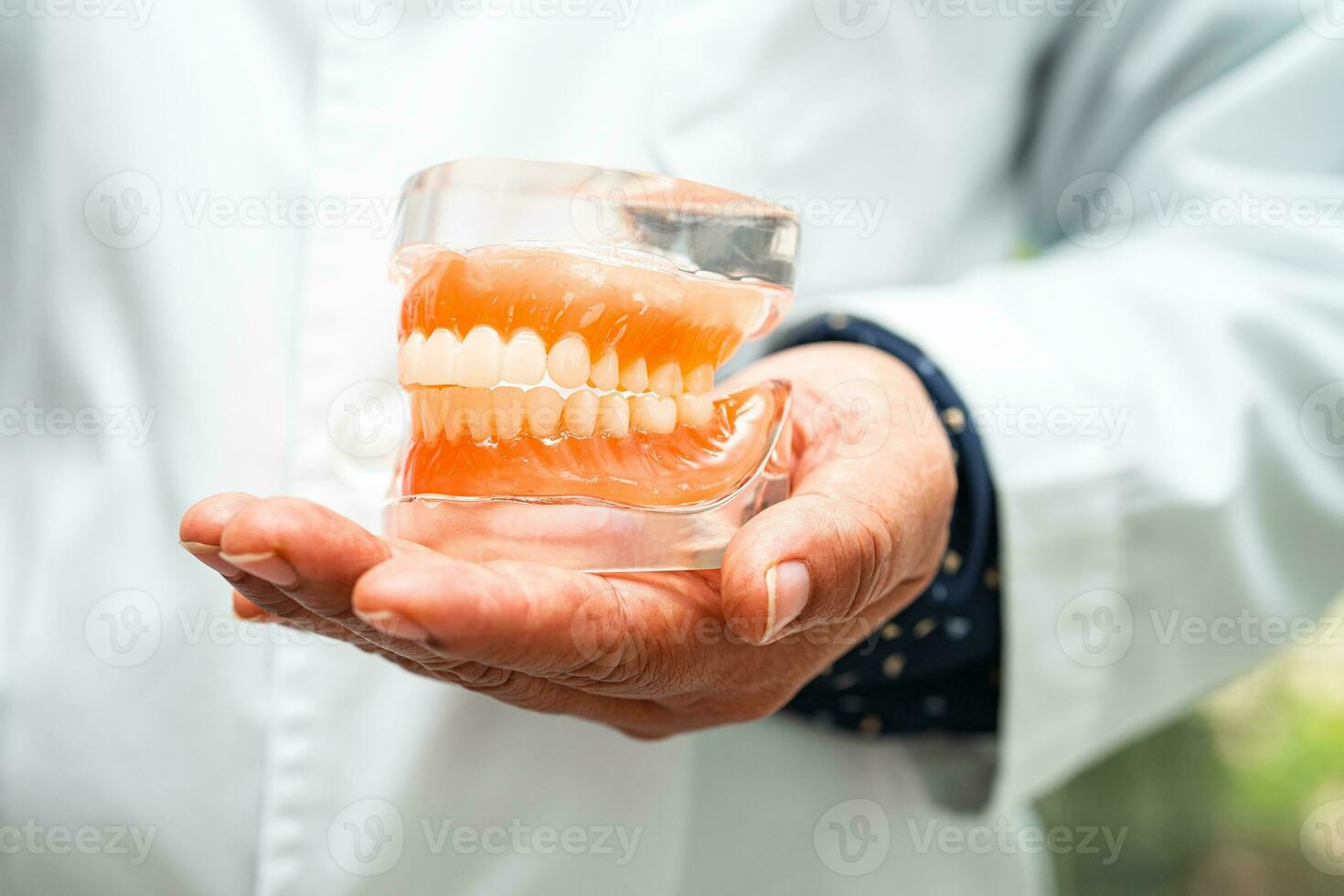 Denture, dentist holding dental teeth model to study and treat in hospital. photo