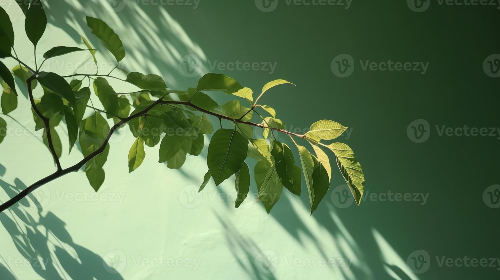 Tropical tree branch in sunlight with leaf shadow on pastel green background. photo