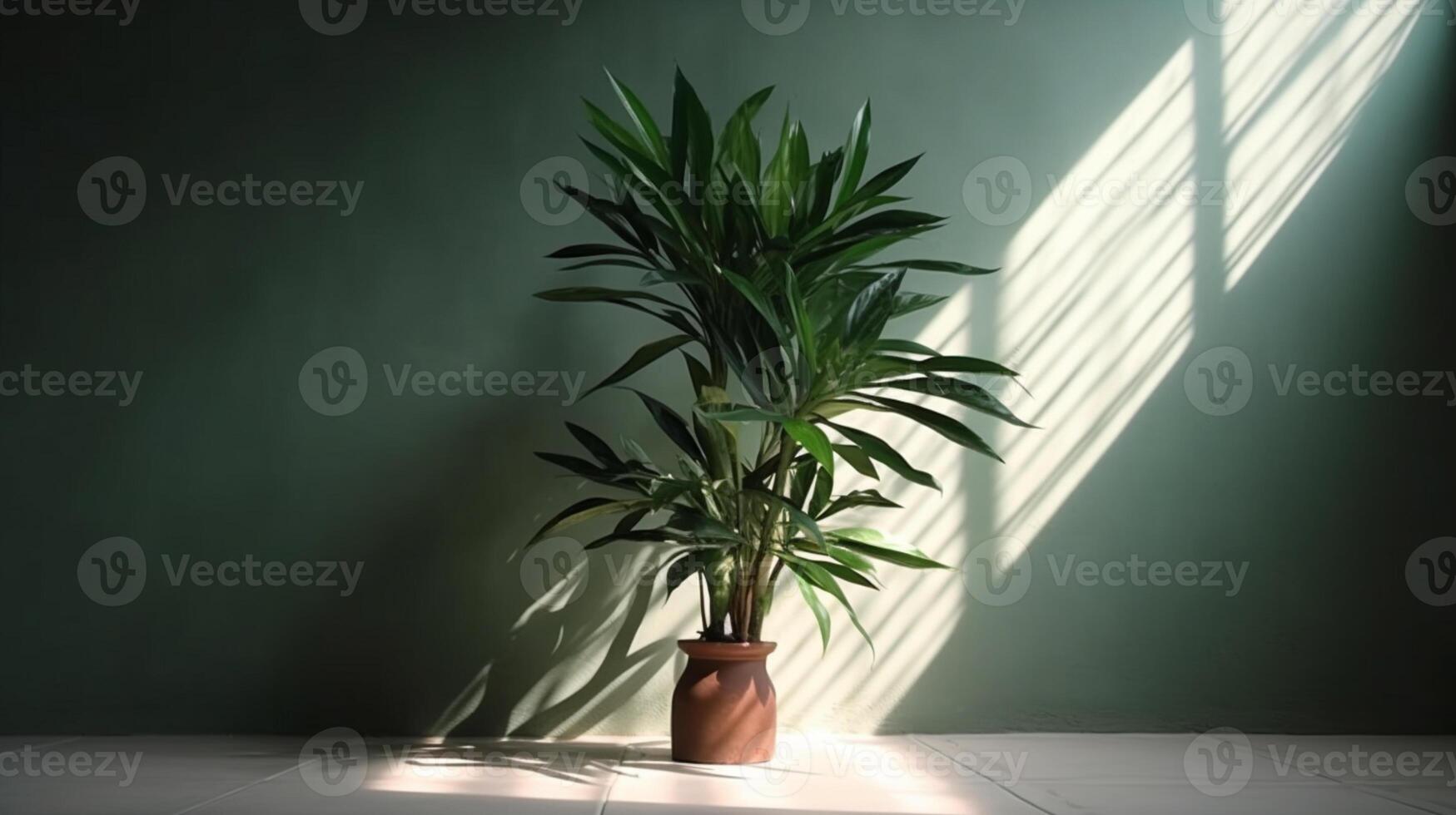 Blank modern background with green dracaena tree in sunlight, leaf shadow on wall. photo