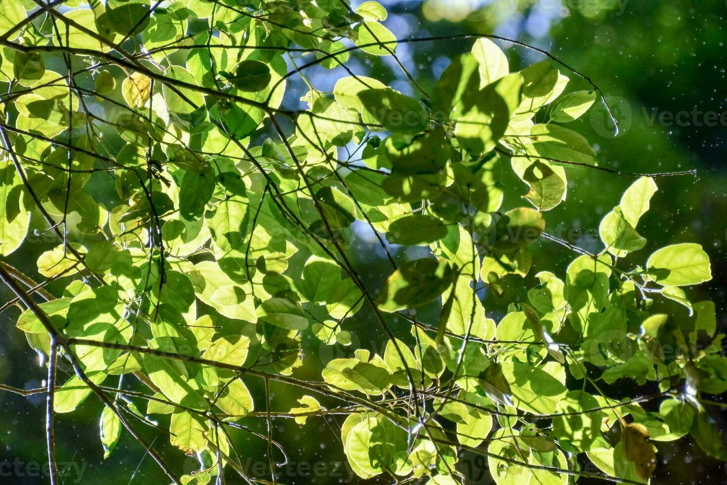 Background with trees photo