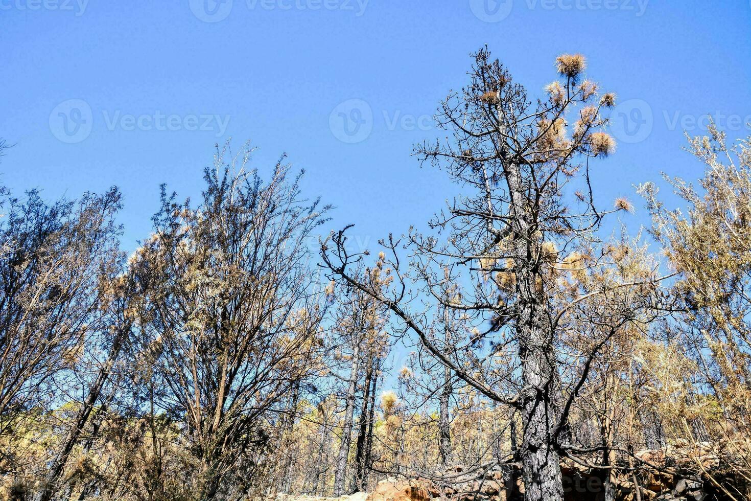 Trees in the forest photo