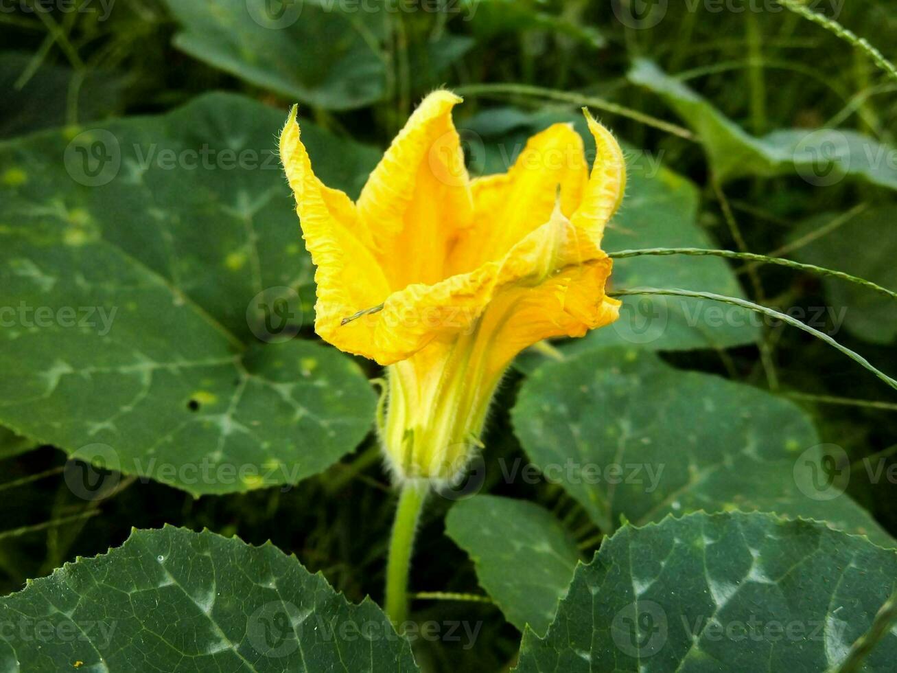 Close up of flowers photo
