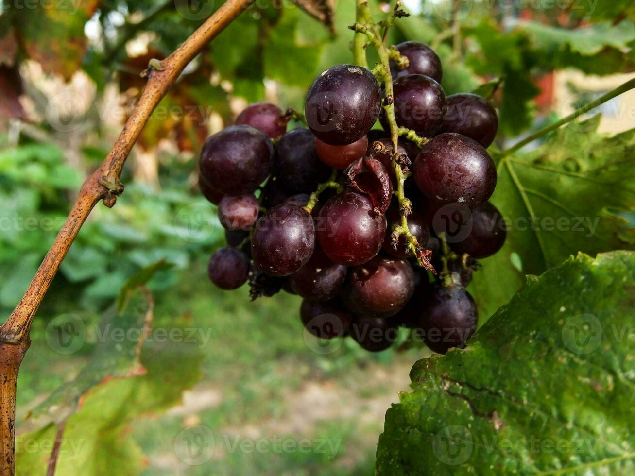 A grape crop photo