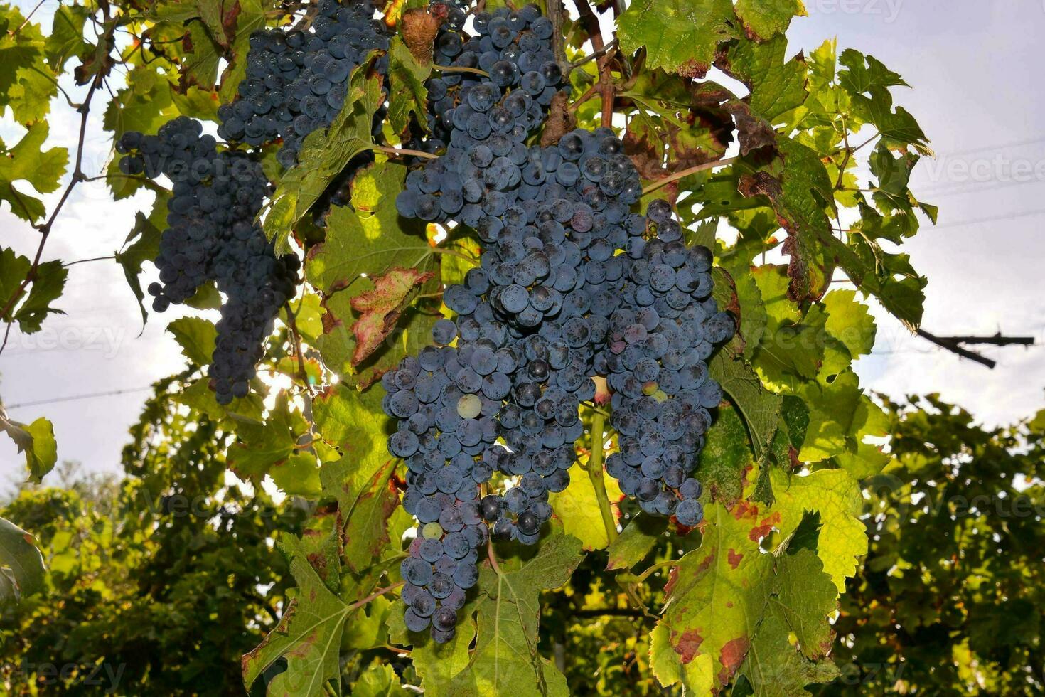 A grape crop photo