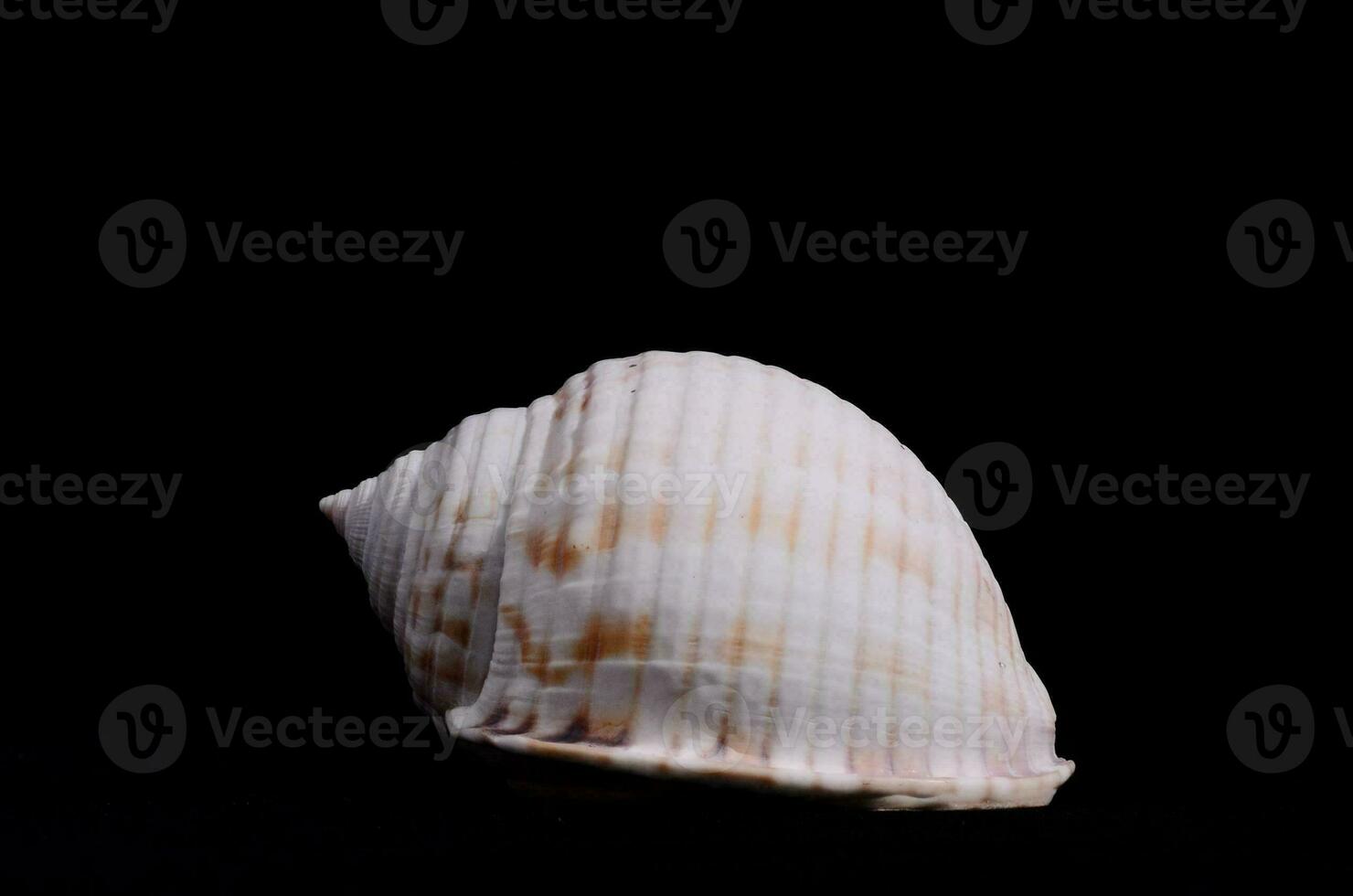 A seashell on black background photo