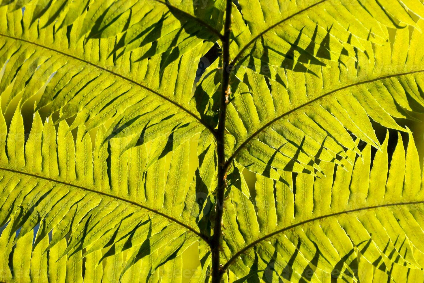 Background with leaves photo