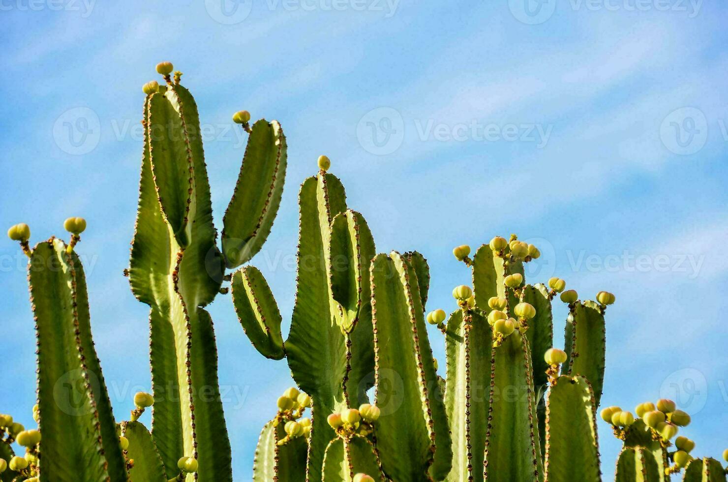 A clump of cacti photo