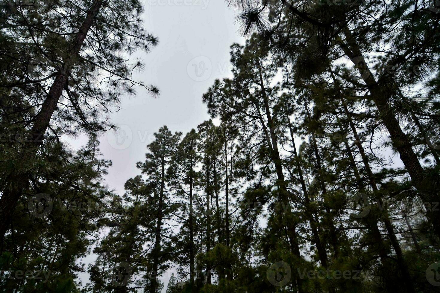 Trees in the forest photo