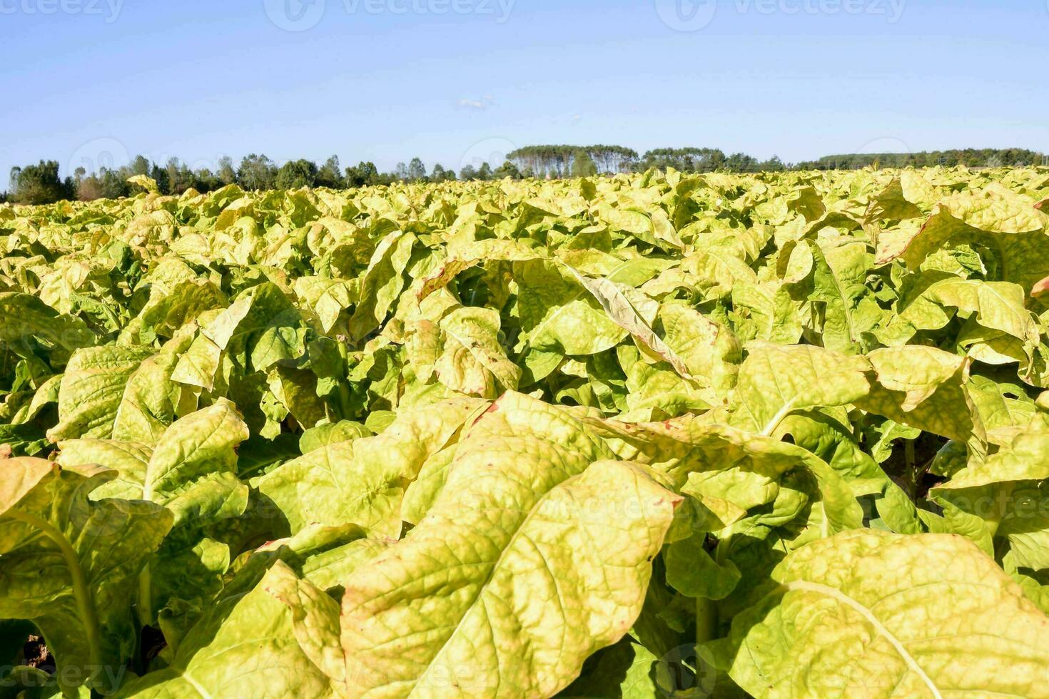 hermosa tabaco campo foto