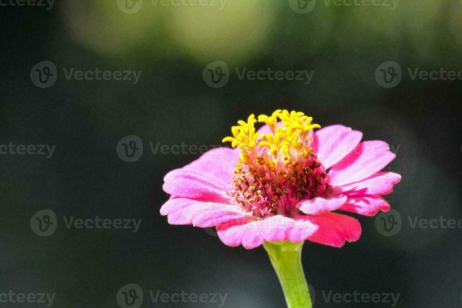 Background with flower photo