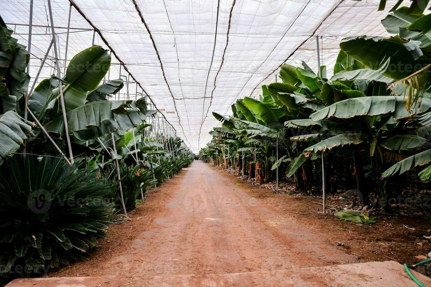 A banana crop photo