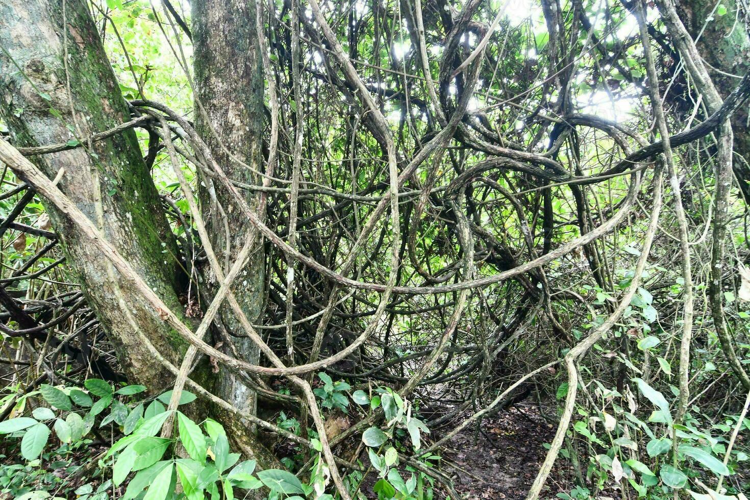 Trees in the forest photo