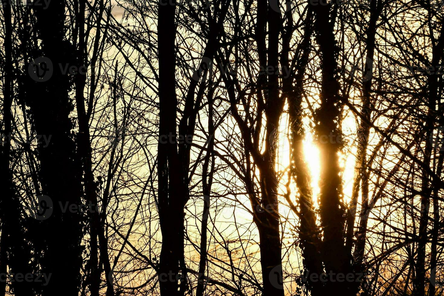 Trees in the forest photo