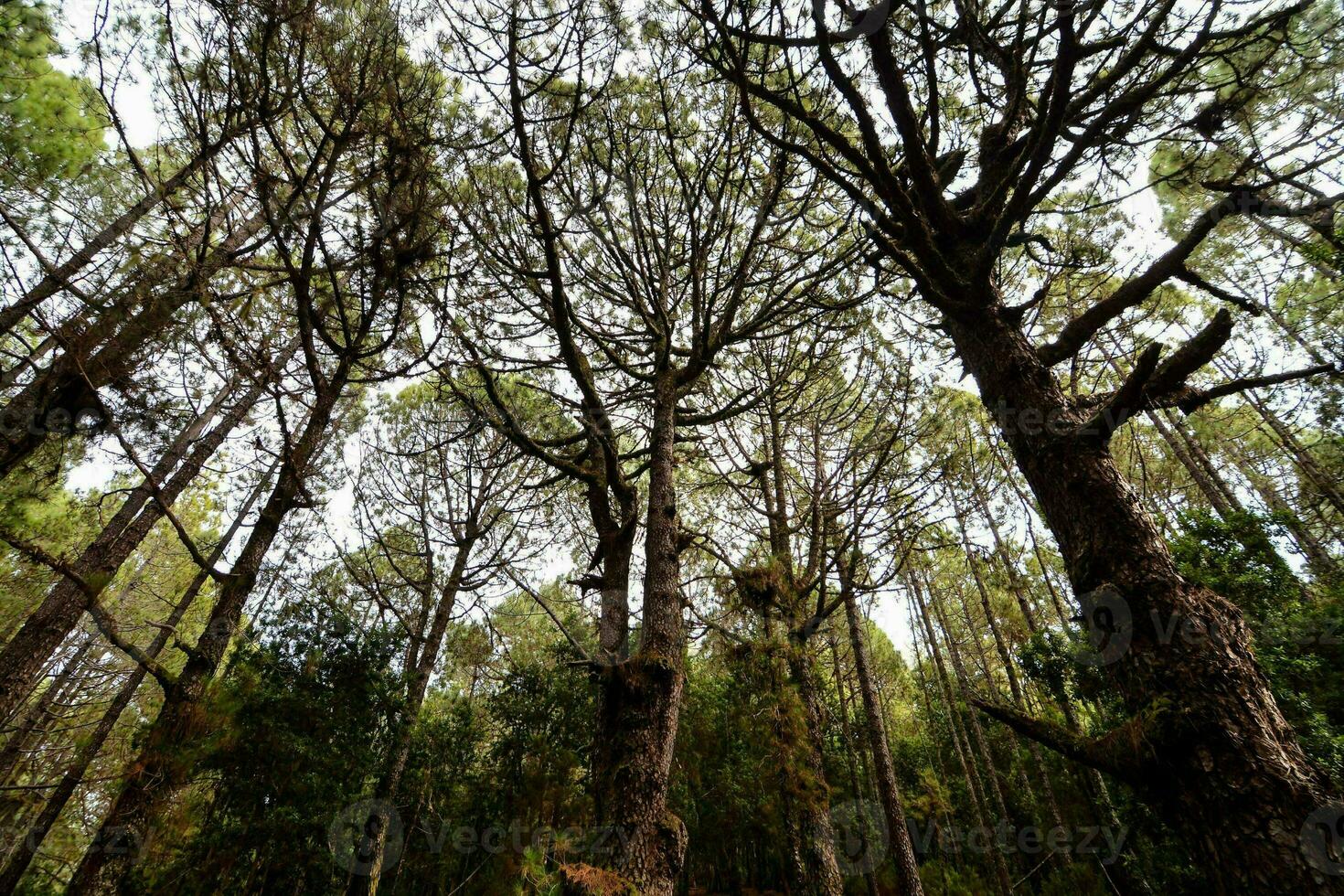 Trees in the forest photo