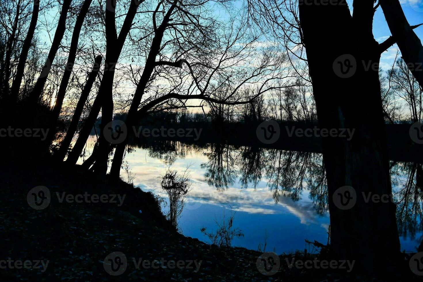 Trees in the forest photo