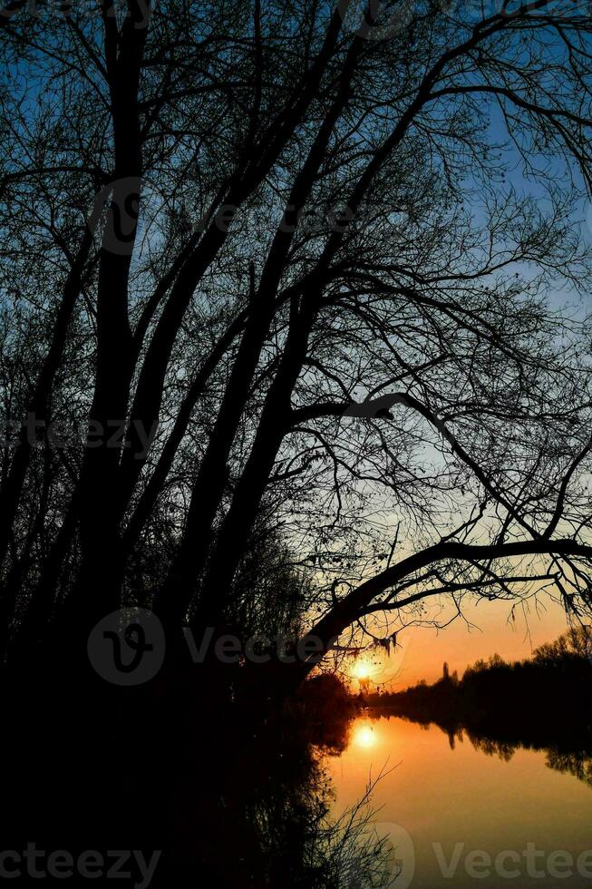 Trees in the forest photo