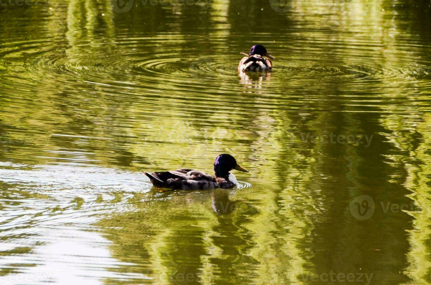 Ducks on a lake photo