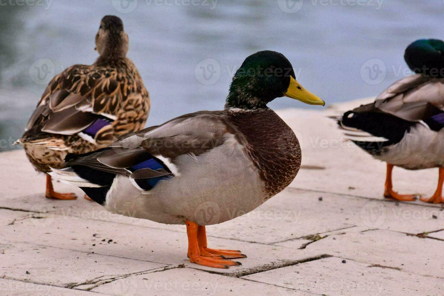 Background with ducks photo