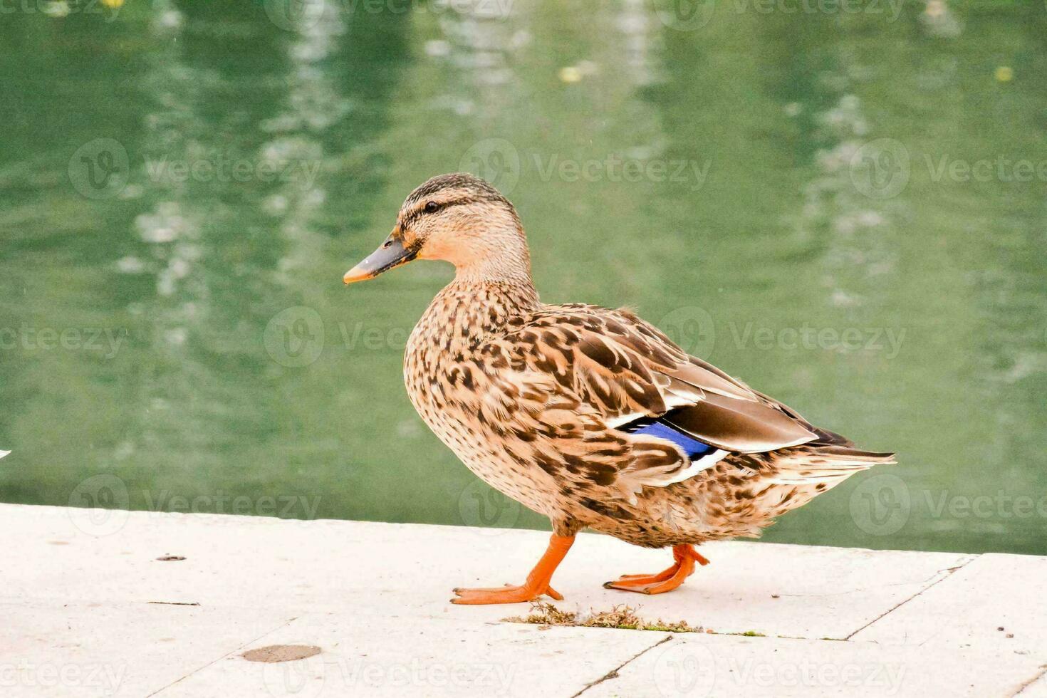 Background with ducks photo