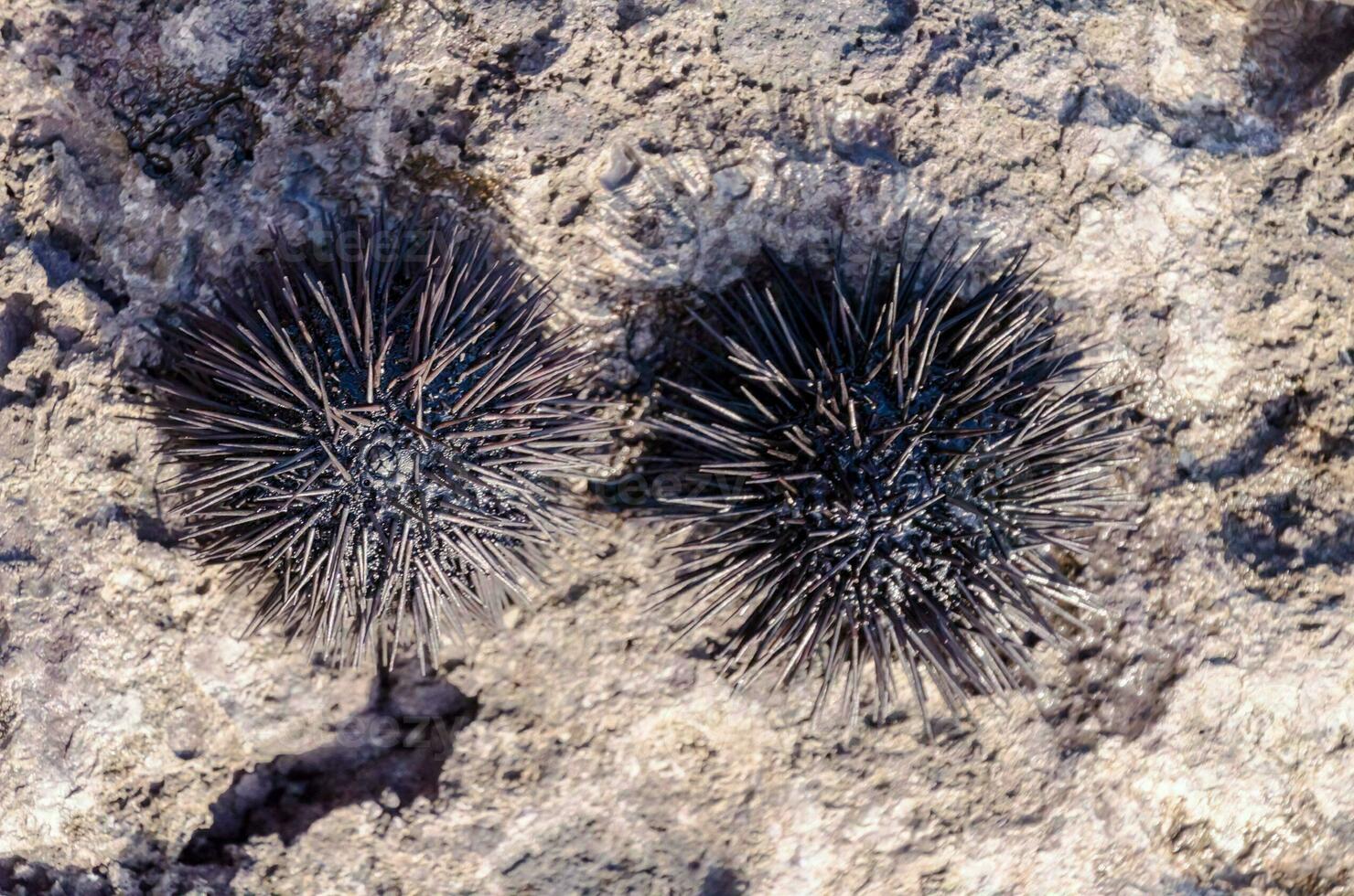 Sea urchin on a rock photo
