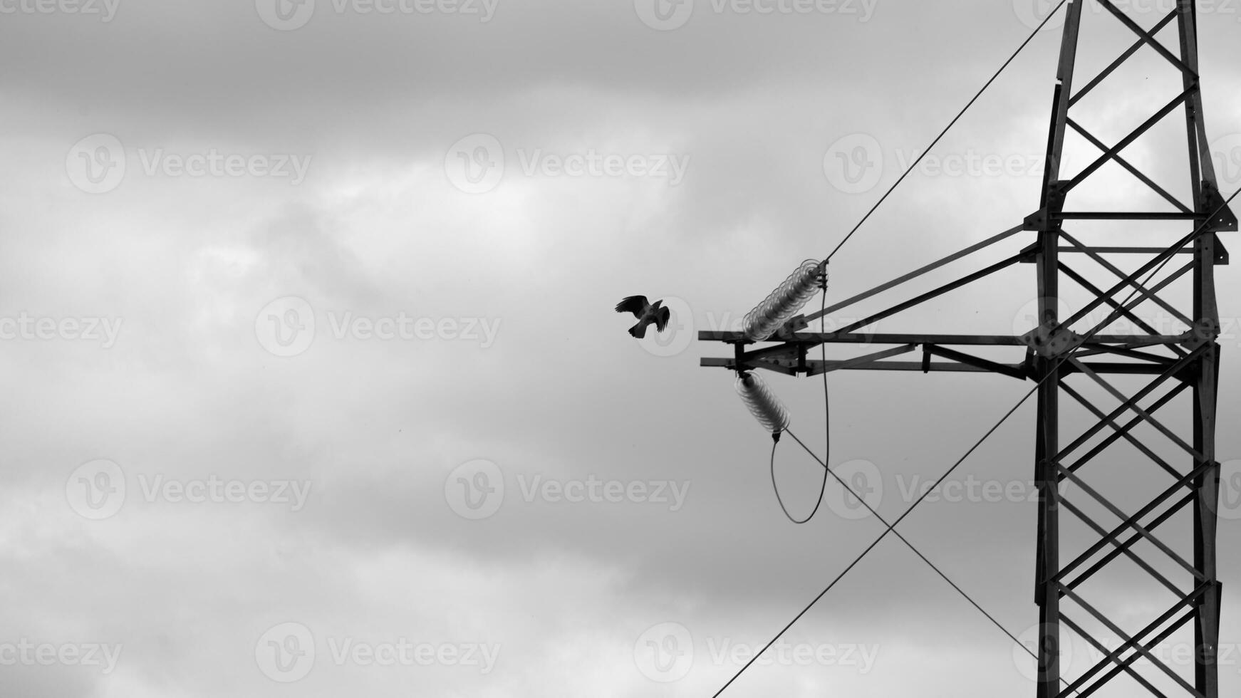 a bird flying to an electric pole photo