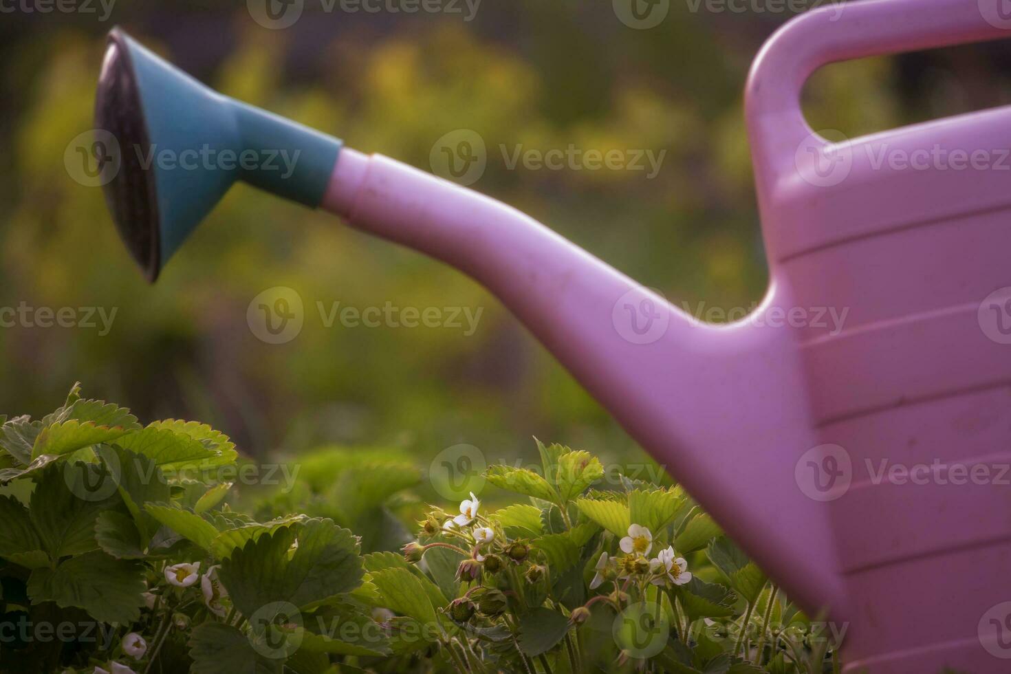 an orange watering can stands in the courtyard of a residential building in the garden against the background of a fence and strawberry seedlings photo