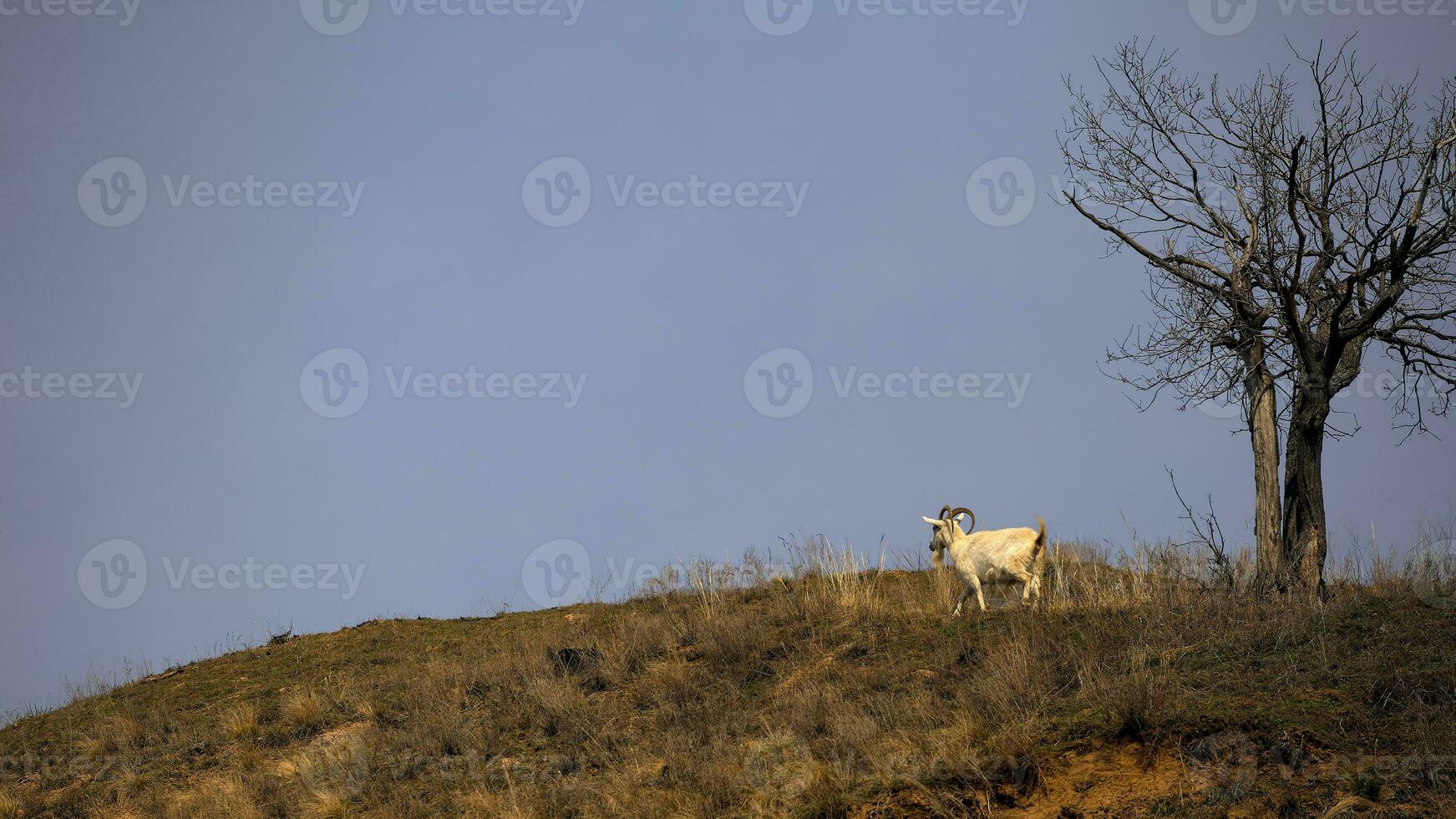 cabras pacer en el colina foto