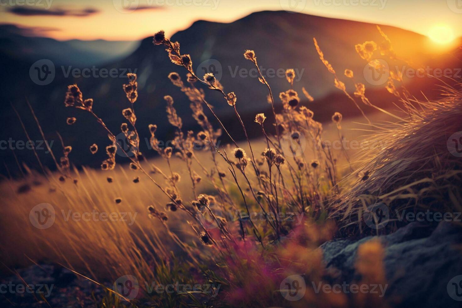 Wild grass in the mountains at sunset. Macro image, shallow depth of field AI Generated photo