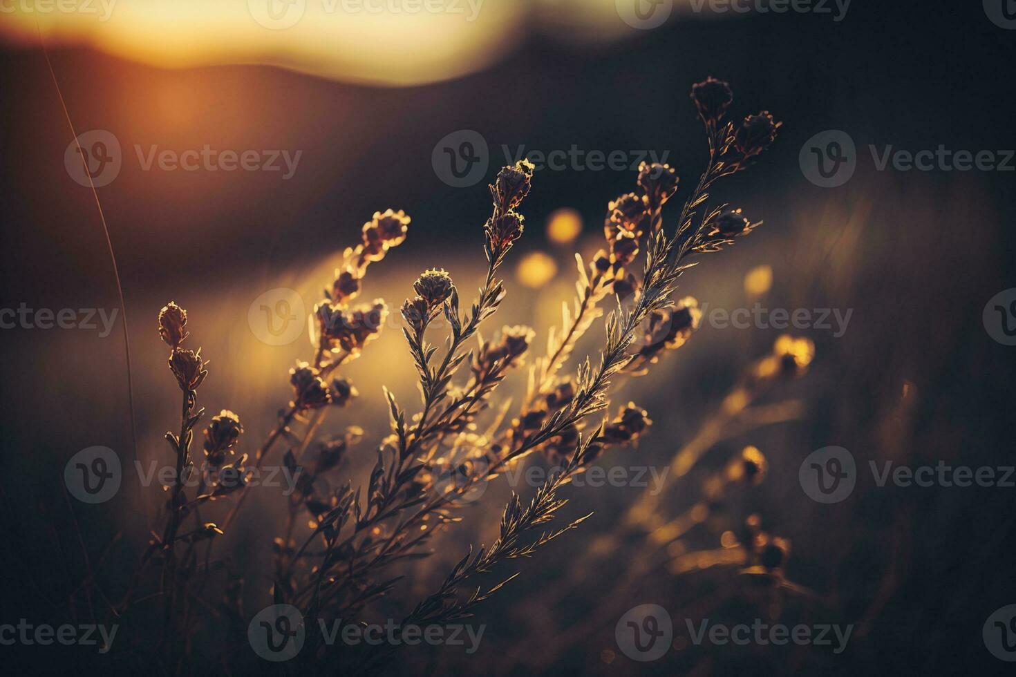 Wild grass in the mountains at sunset. Macro image, shallow depth of field AI Generated photo