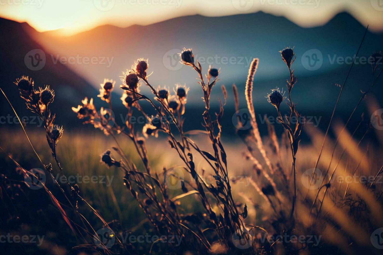 Wild grass in the mountains at sunset. Macro image, shallow depth of field AI Generated photo