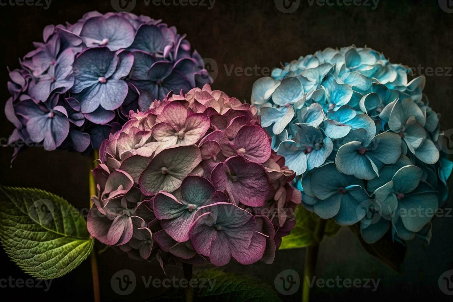 Purple, blue and pink heads of hydrangea flowers AI Generated photo