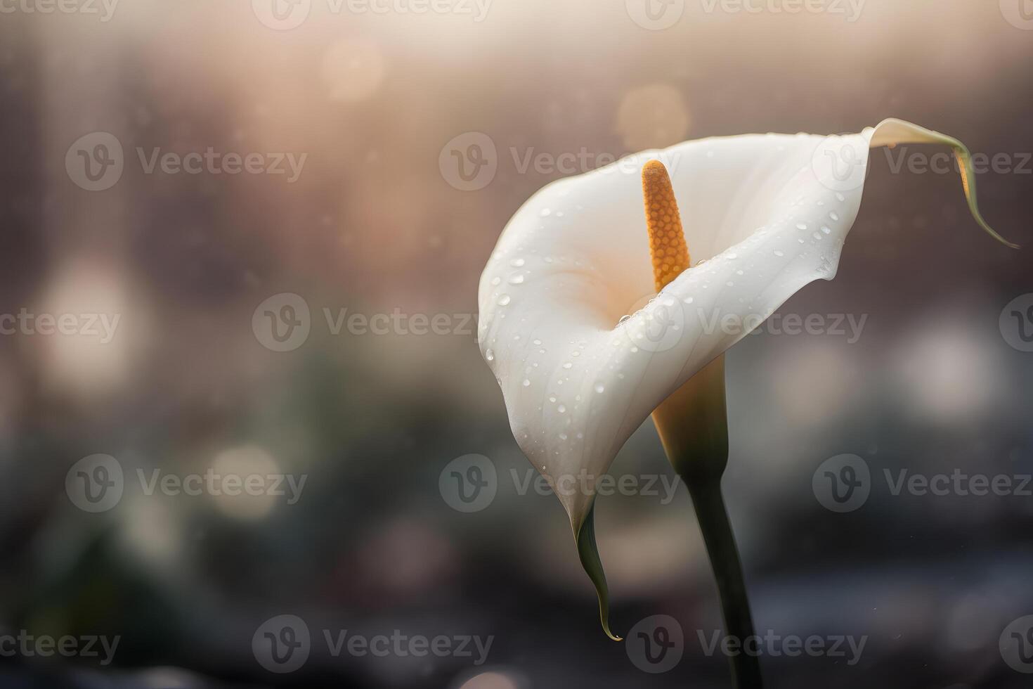 Calla lily flowers in botanical garden. Neural network photo