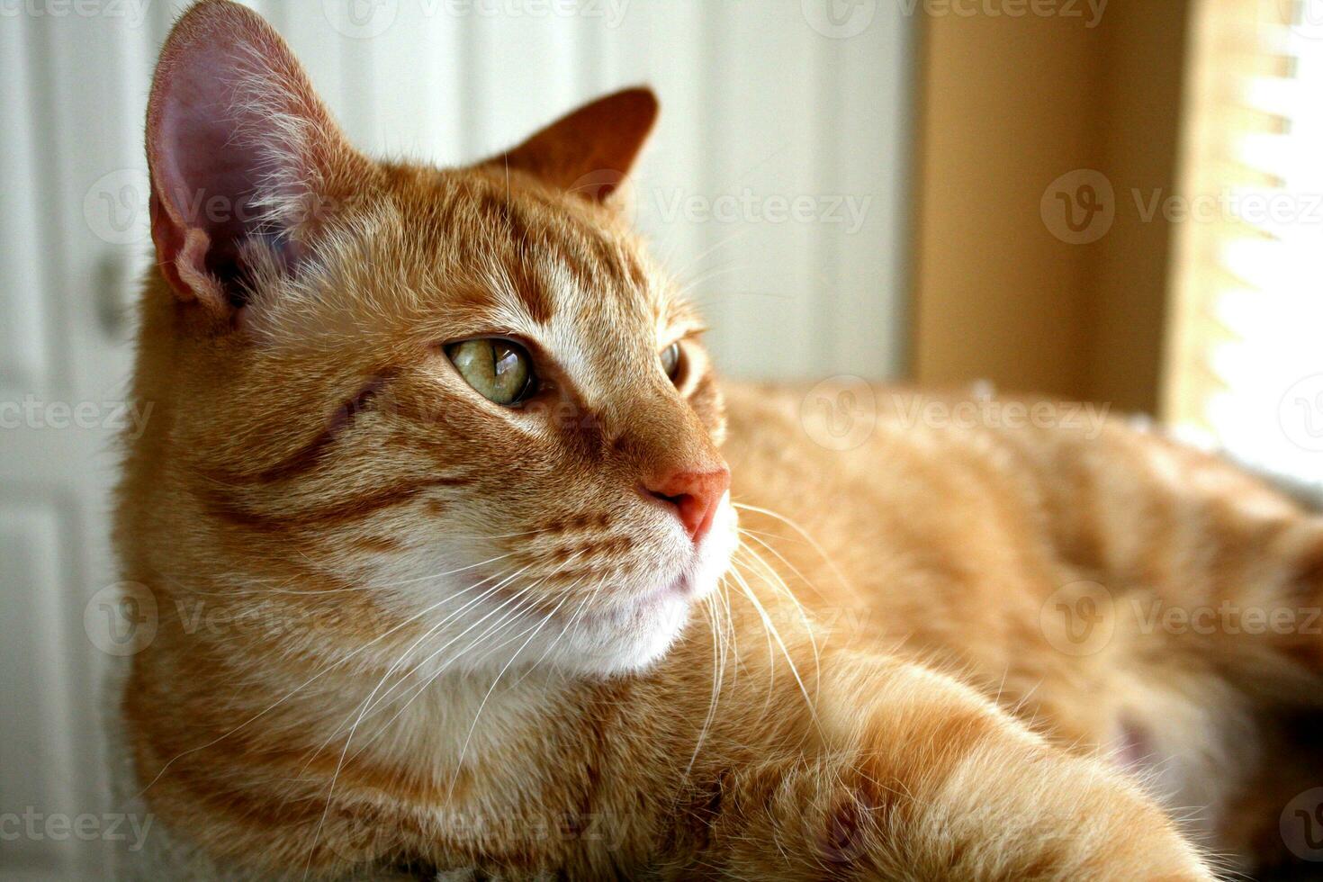 Portrait of Orange Tabby Cat Relaxing photo