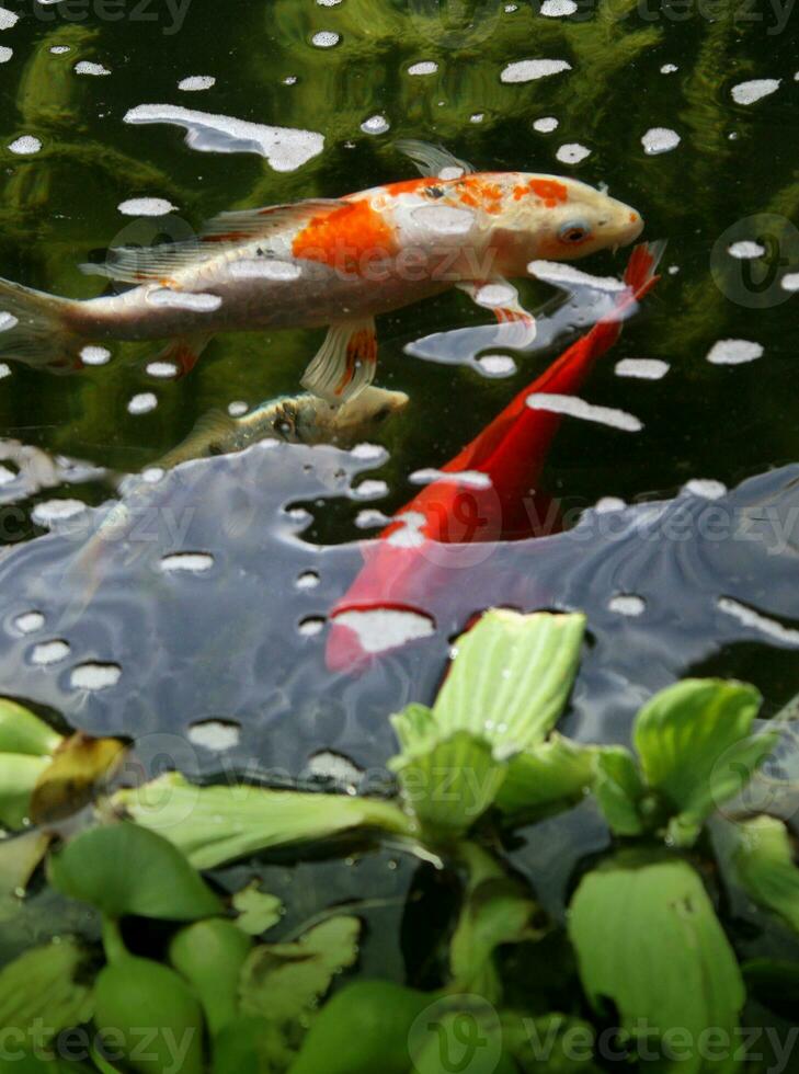 vibrante koi pescado nadando en un jardín estanque foto