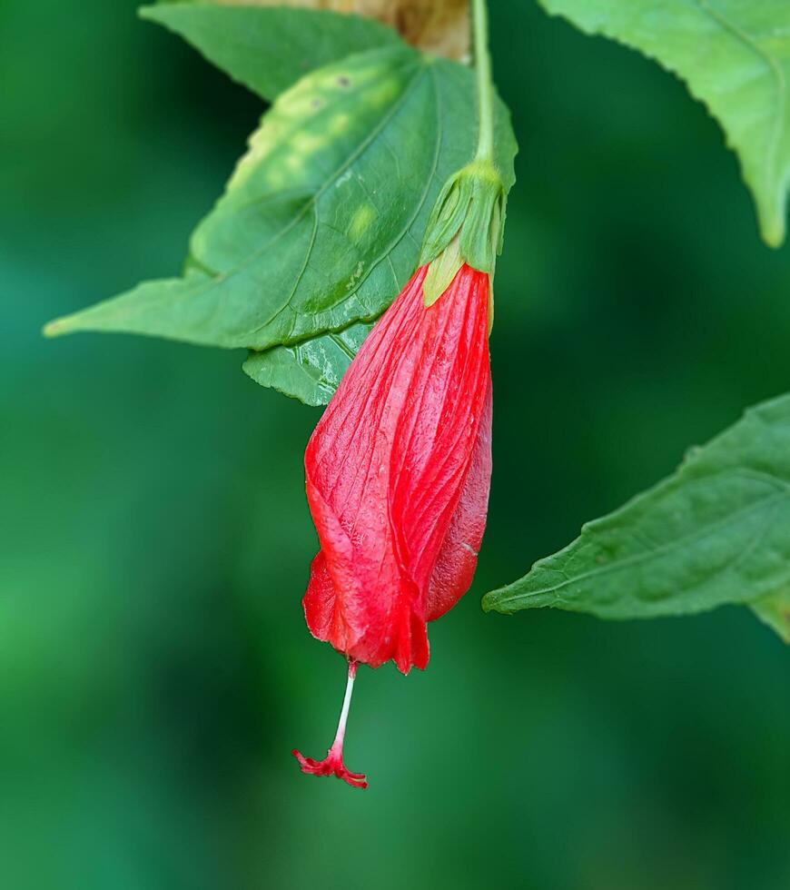 red hibiscus flowers which are usually used for acid-base practices photo