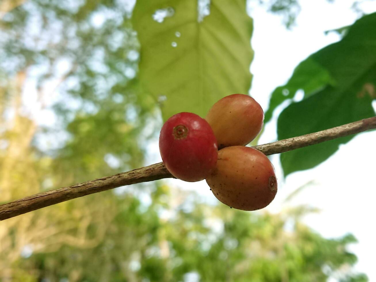 ripe red coffee fruit on the stem photo