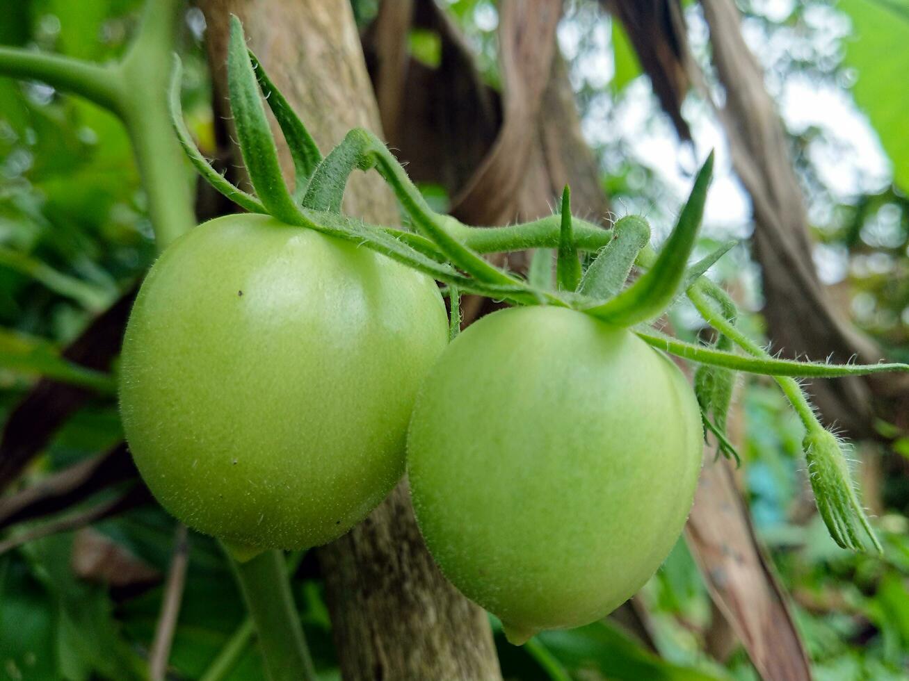 fresh tomatoes on stalks that are still green photo