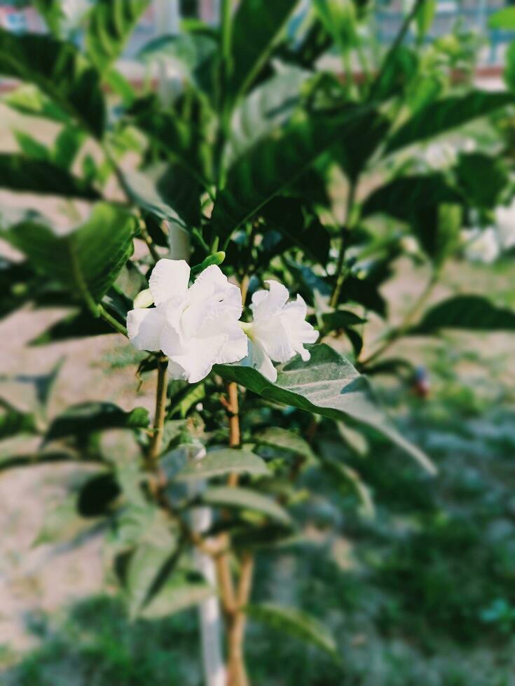 green beautifull small fruit with nature photo