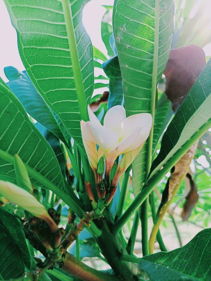 white flower with green background photo