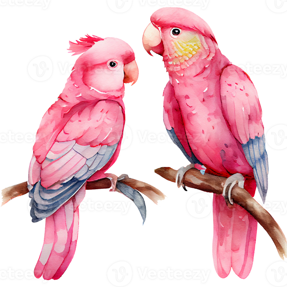 Parrot Couple Watercolor Clipart png