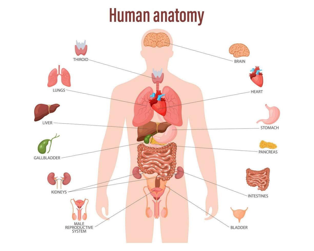Human anatomy concept. Infographic poster with the internal organs of the male body. Respiratory, digestive, reproductive, cardiac systems. Banner, vector